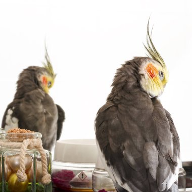 Bir carolina 'nın ya da perinin fotoğrafı aynaya yansıyan bir şekilde yıkanır. Fotoğraf bir evin banyosunda çekilir ve yatay formatdadır..