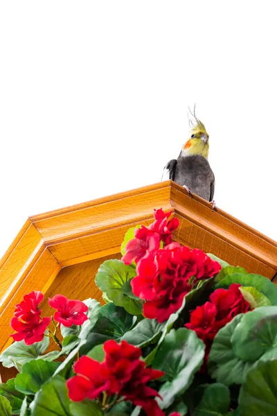 Picture of a bird called nymph or carolina on a white background.In the foreground are a bouquet of red flowers.