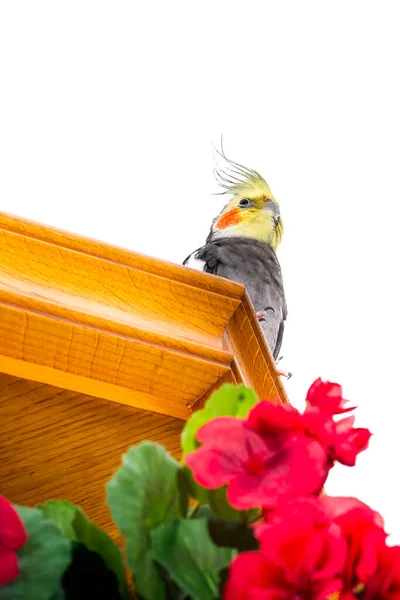 Фотографія птаха з назвою німфа або кароліни на білому тлі. Фото знімається у вертикальному форматі, а на передньому плані букет червоних квітів . — стокове фото