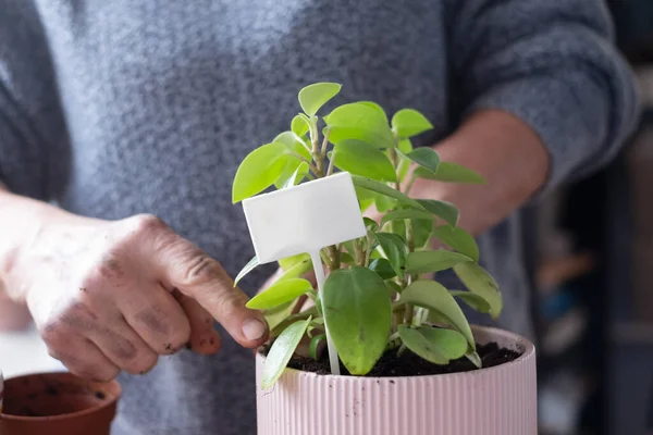 Donna piantare un fiore in nuovo vaso rosa. Piastra vuota per il nome della pianta. — Foto Stock