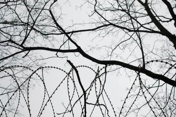 Alambre de púas en bucle con un árbol sobre un fondo —  Fotos de Stock