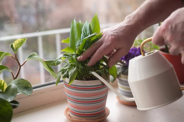 Watering potted home flowers. Close up view — Stock Photo, Image