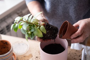 Kapalı alandaki bitkilerle ilgilenmek, çiçek saksısında çiçek tutan kadın elleri..