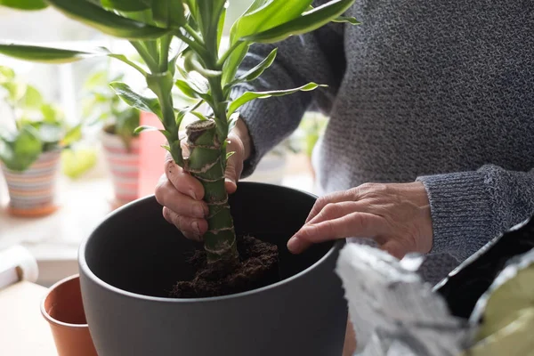 Prendersi cura delle piante da interno, mani femminili che tengono una pianta in un vaso di fiori. — Foto Stock