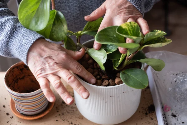 Prendersi cura delle piante da interno, mani femminili che tengono una pianta in un vaso di fiori. — Foto Stock