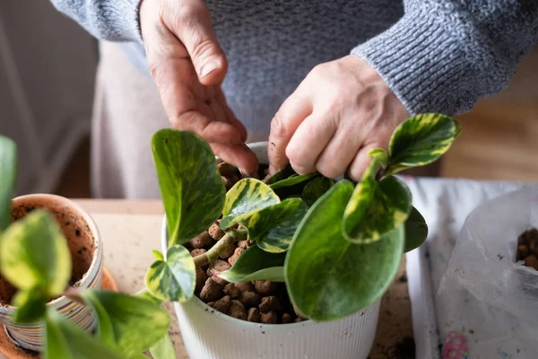 Caring for indoor plants, female hands holding a plant in a flower pot. Royalty Free Stock Photos