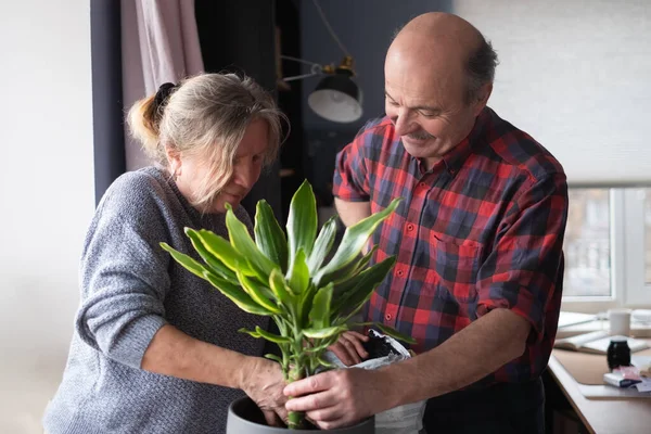 Senior kaukasiska kvinna och man plantera blomma hemma. — Stockfoto