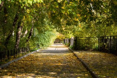 Şehir caddesinde yaprakları dökülen sarı sonbahar ağaçları