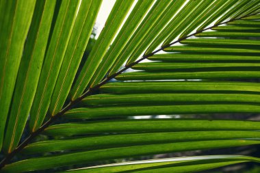 Palmiye ağacının yeşil yaprağının bir kısmı yakın görünüm
