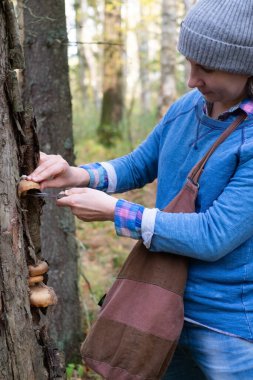 Mantarlar bal tarlaları yerde, ormandaki çimlerde, Rusya 'da yetişir. Sonbahar zamanı