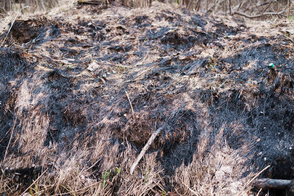 Background of a burned grass from a field. Burned grass. Disaster in spring field.