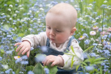 Küçük çocuk eğleniyor ve doğayı keşfediyor. Çiçek çayırında neşeli bir kız bebek. Mutlu çocukluk ve çocuk bakımı