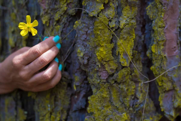 Doigts Femme Avec Vernis Ongles Colorés Tenant Fleur Jaune Sur — Photo