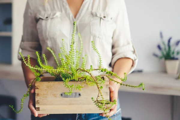 Gros Plan Femme Section Moyenne Tenant Une Plante Verte Maison — Photo