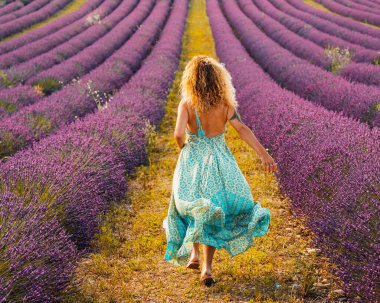 Woman in curly hair wearing blue dress and walking in violet lavender field.  clipart