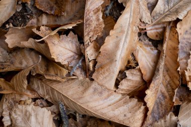 kestaneler ve sarı yapraklar yukarıdan görünüm arkaplanı