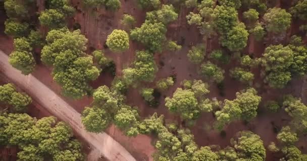Vista Aérea Del Bosque Con Carretera Por Mañana — Vídeos de Stock