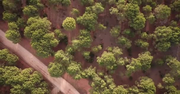 Vista Aerea Del Bosco Con Strada Mattino — Video Stock