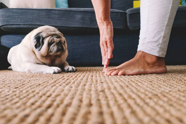 Ground view of woman doing stretching fitness active healthy exercises touching feet fingers with hands and lazy funny pug dog looking her laying down.