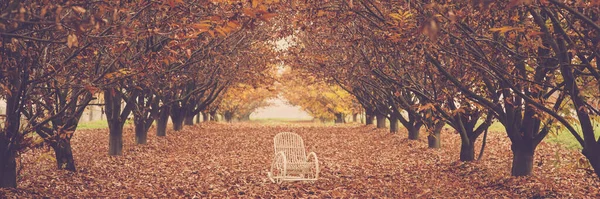 One white chair in the middle of autumn woods forest. Banner header landscape with nobody. Concept of season
