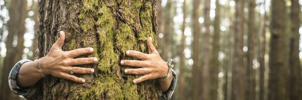 Nsanlar Ormanda Yeşil Bir Çam Gövdesine Sarılan Yetişkin Elleriyle Doğa — Stok fotoğraf