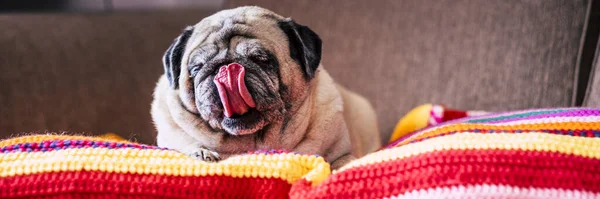 Portrait Funny Pug Dog Laying Lazy Colorful Blanket Licking Her — Stock Photo, Image