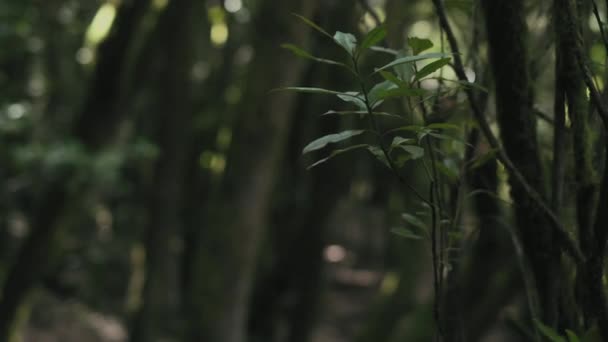 Красивий Зелений Ліс Вранці Фоні Природи — стокове відео