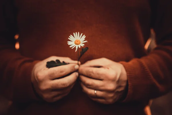 Close Shot Male Hands Holding Daisy Flower — Fotografia de Stock