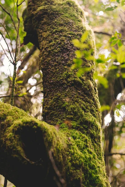 Close Shot Tree Trunk Covered Green Moss — Foto de Stock