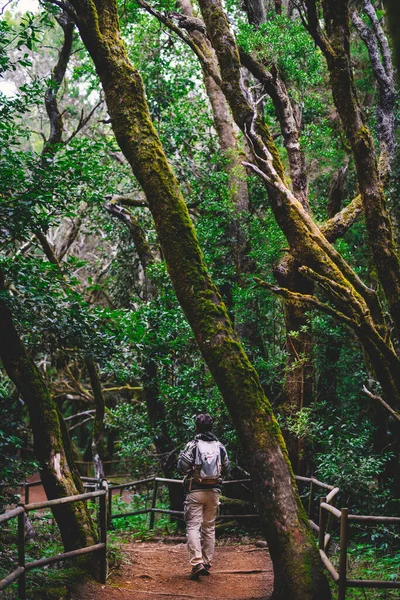 Back View Man Walking Backpack Green Forest Woods Trees Path — Foto de Stock