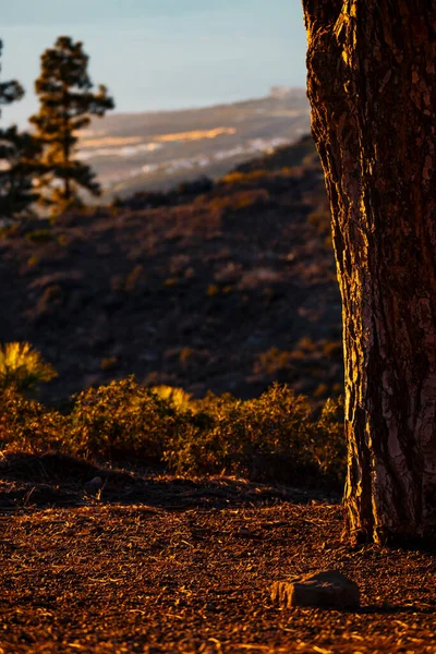 Kiefernstamm Und Tal Hintergrund Warme Farben Sonnenuntergang Zeit Landschaft Freien — Stockfoto