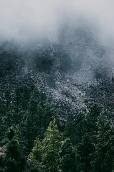 山の頂上と背景に霧の雲と緑の松の森の森 山公園の屋外の風光明媚な場所の概念 目的地旅行惑星地球 — ストック写真