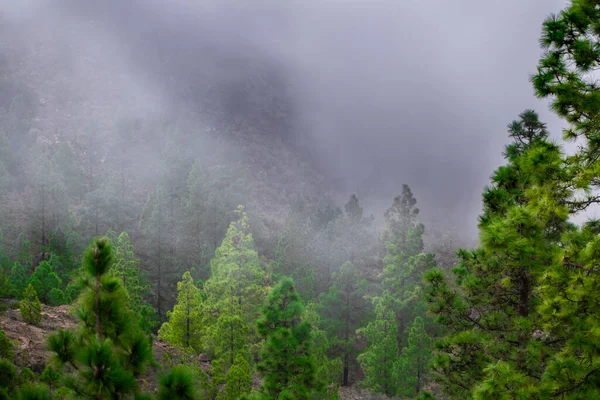 Green Pine Trees Forest Woods Mountain Top Fog Clouds Background — Stock Photo, Image