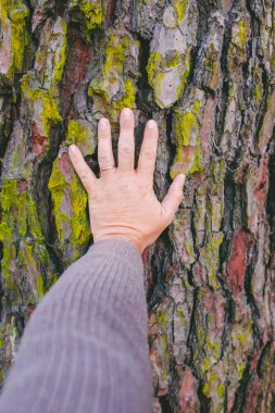 Erkek eli değen ve özenli ağaç. Doğa aşığı kavramı. İnsan ve orman bakımı ücretsiz. Dünya 'nın gündüz görüntüsü. Ormanların tahrip edilmesini ve çevre kirliliğini durdurun. Yeni gelecek
