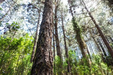 Ormandaki yüksek gövdeli ağaçlar. Doğaya olan sevgi kavramı ve ormansızlaşmayı durdurmak. Çevre yeşili çevre yaşamı. Dünya için gelecek.