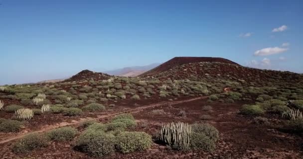 Paisaje Desértico Tropical Con Plantas Cactus Naturaleza Teide Montaña Fondo — Vídeos de Stock