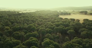 Ağaçlardan oluşan bir ormanın havadan görünüşü. Orman ve çevre manzaranın üstünde. Doğa parkı seyahat konsepti
