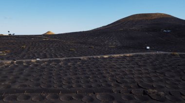 Volkanik manzara tarım sektöründe şarap üretmek için delikli insansız hava aracından izleniyor. Volkan kumu üzerinde üzüm bağı. Seyahat etmek ve yeryüzündeki nadir yerlerden zevk almak için harika bir yer.