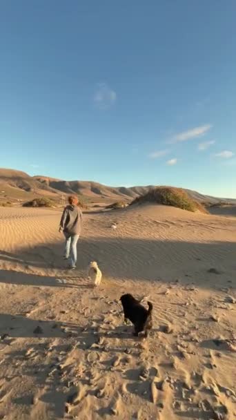 Mujer Feliz Las Dunas Con Pugs Atardecer — Vídeos de Stock