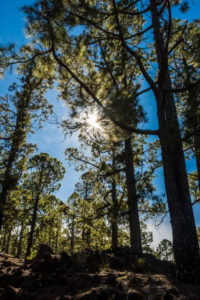 Orman arka planı yüksek ağaçlar ve güzel doğa parkı - yapraklar ve mavi gökyüzü arasındaki güneş ışığı - çevre ve açık dağ kavramı