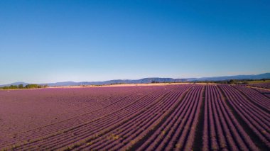 Mavi gökyüzü ve mor yaz çiçekleriyle lavanta tarlası manzarası. Seyahat ve manzaralı varış yeri kavramı. Fransa 'da, Provence' da güzel bir yeri kopyala
