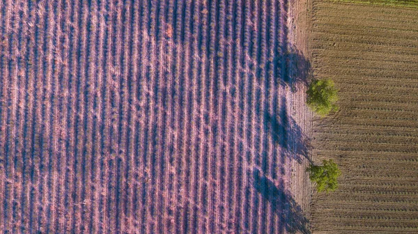 Luftaufnahme Der Lavendelfelder Landschaft Mit Blauem Himmel Und Violetten Sommerblumen — Stockfoto