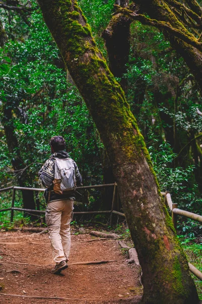 背景背包客走在绿色的森林里 森林里的人和户外休闲活动的概念 其他探险旅行 — 图库照片