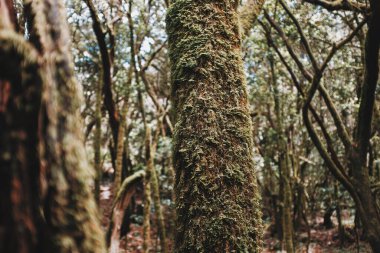Üzerinde misk kokusu olan vahşi ormanın derinliklerinde bir sandık. Doğal açık hava ulusal parkında çevre ve dünya gezegeni koruması kavramı. Yeşil ortam ve orman