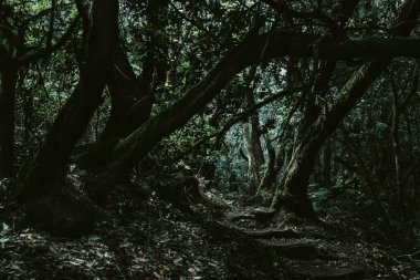 Ürkütücü ve korkutucu karanlık orman yolu. Etrafında yaşlı ağaçlar ve yeşil misk kokusu var. Güzel manzaralı orman manzarası. Vahşi doğa yürüyüşü ve doğa aktivitesi. Gölge ve yapraklar. Dünya gezegeni