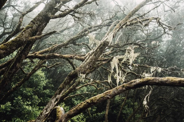 Deep Forest Green Trees Trunks Musk Nature Outdoors Park Wild — ストック写真