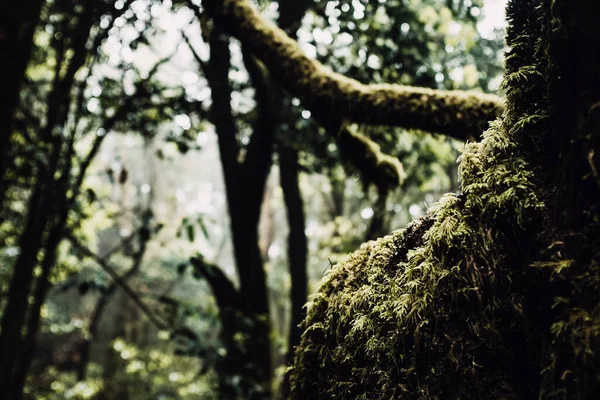 Close up of musk on the trees. Earth\'s day scenery. Scenic forest with trees. Save the planet. Stop deforestation. Concept of life and nature Outdoors scenic background.