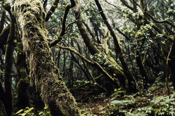 Fondo Del Bosque Verde Escénico Hermoso Paisaje Natural Con Árboles — Foto de Stock