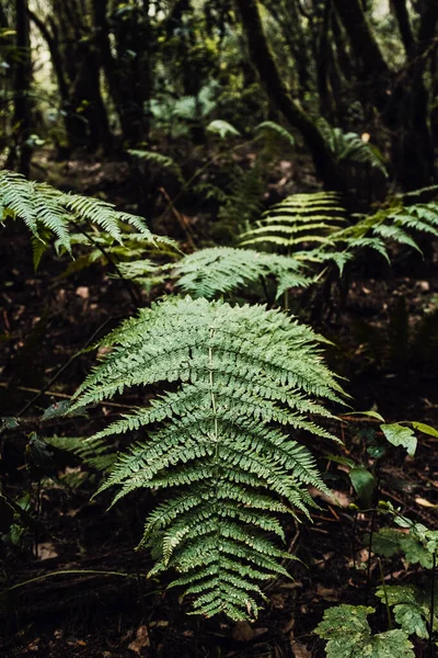 Hojas Tropicales Bosque Acercamiento Grandes Hojas Los Bosques Profundos Oscuros — Foto de Stock