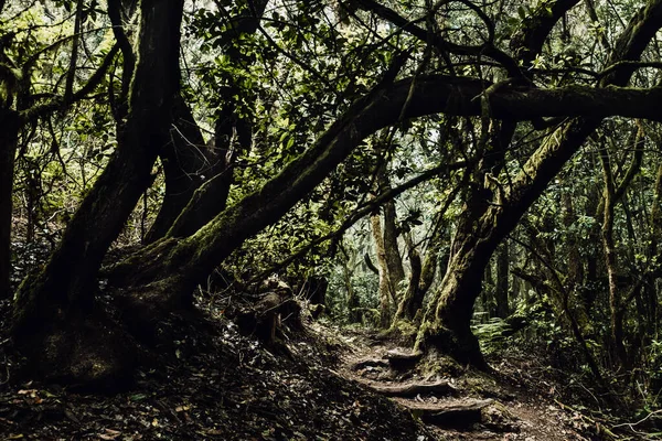 Καταπληκτικό Μονοπάτι Στα Βαθιά Δάση Έννοια Δασικής Και Πεζοπορικής Δραστηριότητας — Φωτογραφία Αρχείου